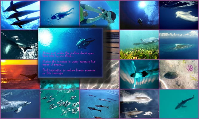 Tiled montage of images of sea, ocean, dolphins, sharks, whales, coast and people swimming and deep sea diving.